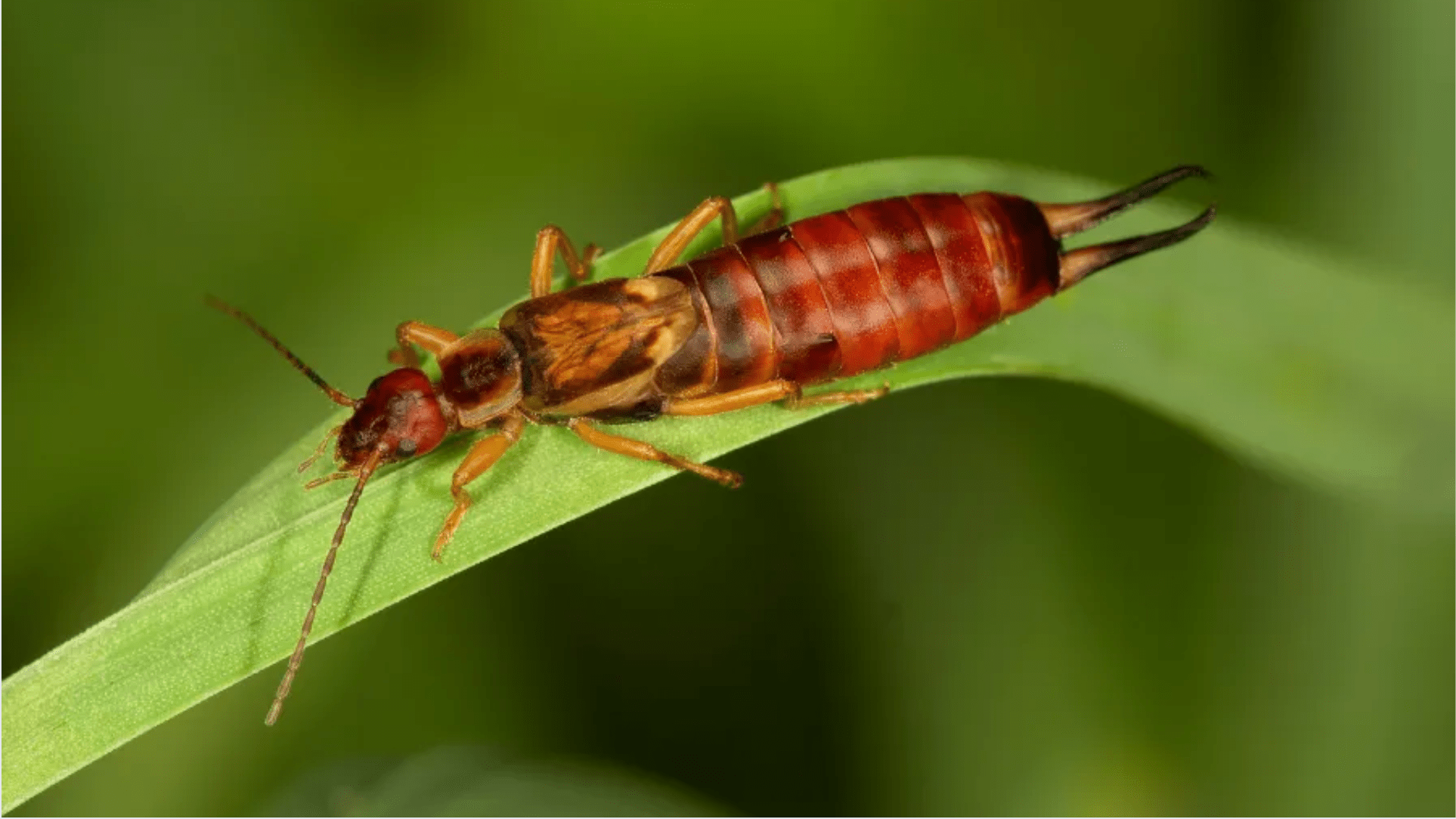 Earwig