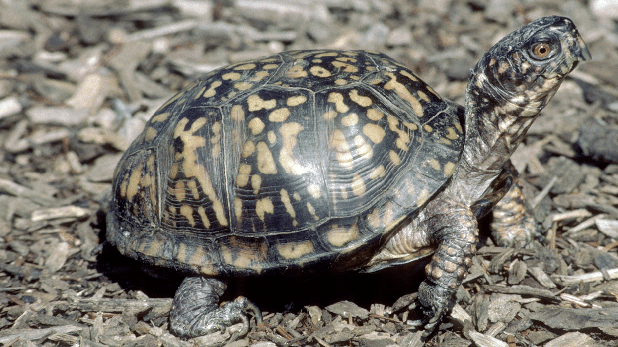Eastern_Box_Turtle