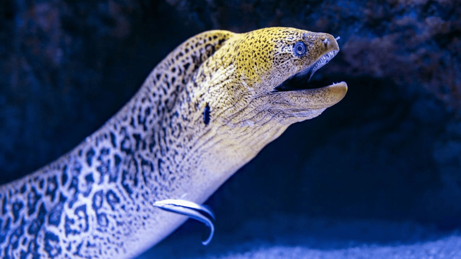 Eel
