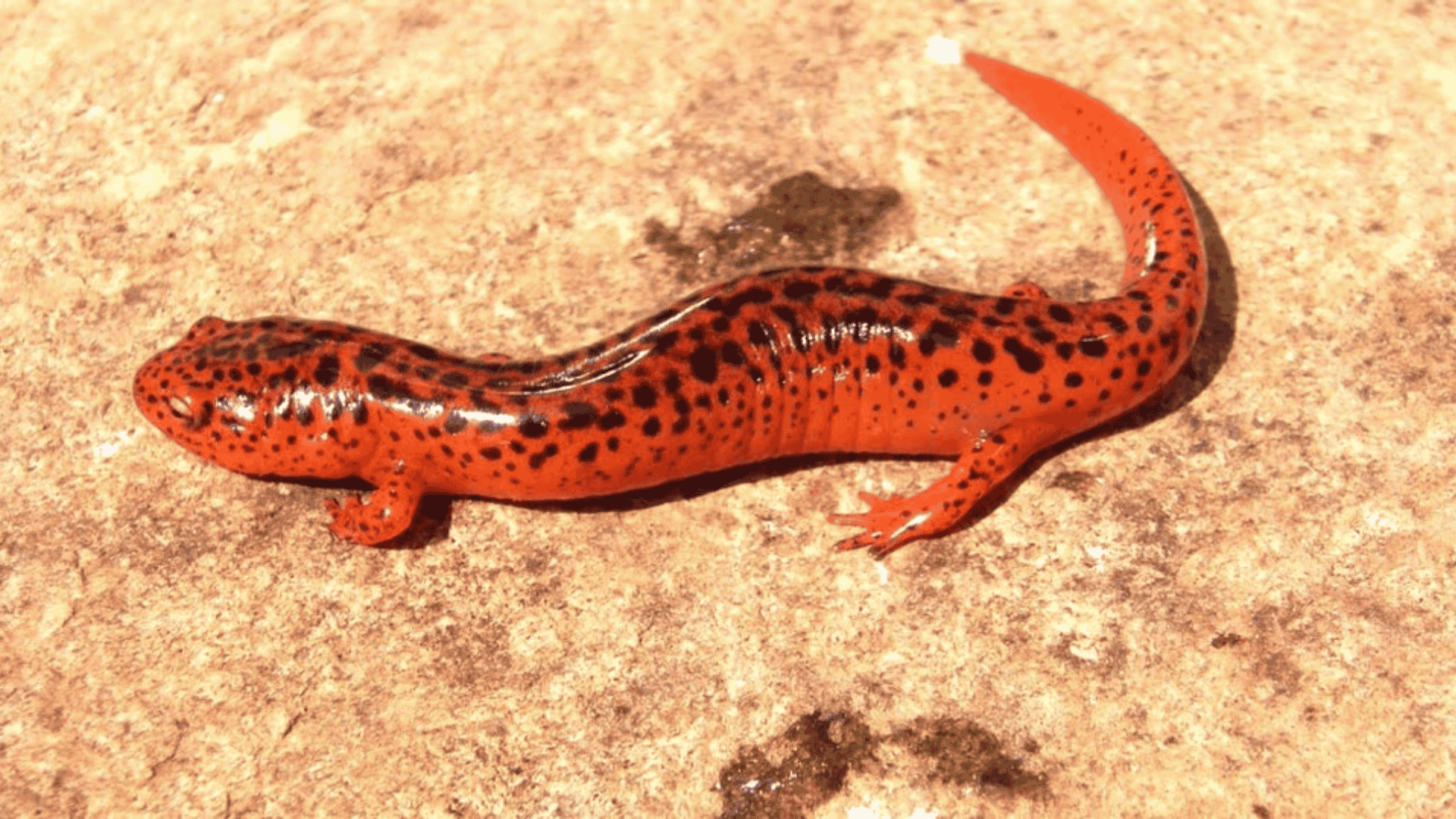 Eft
