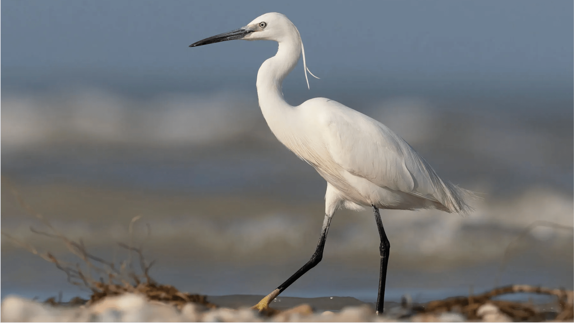 Egret