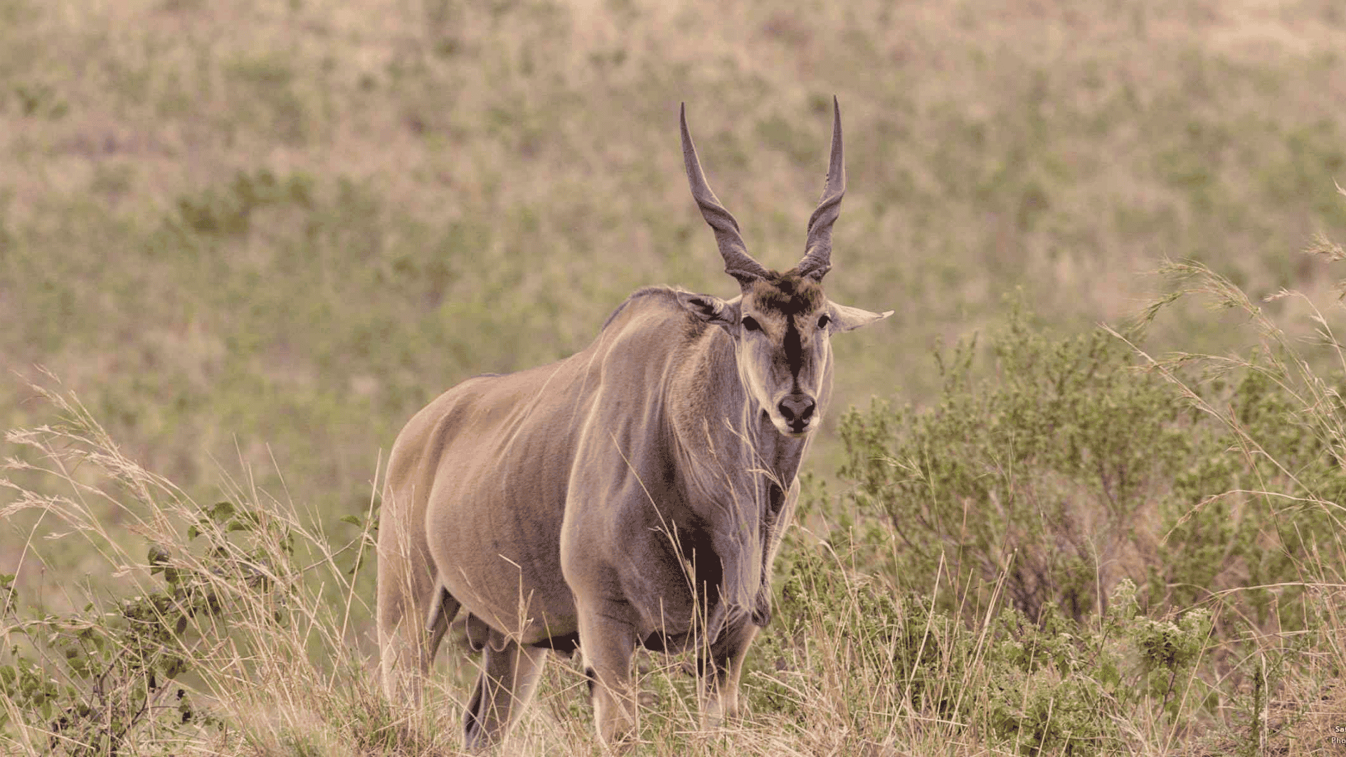 Eland