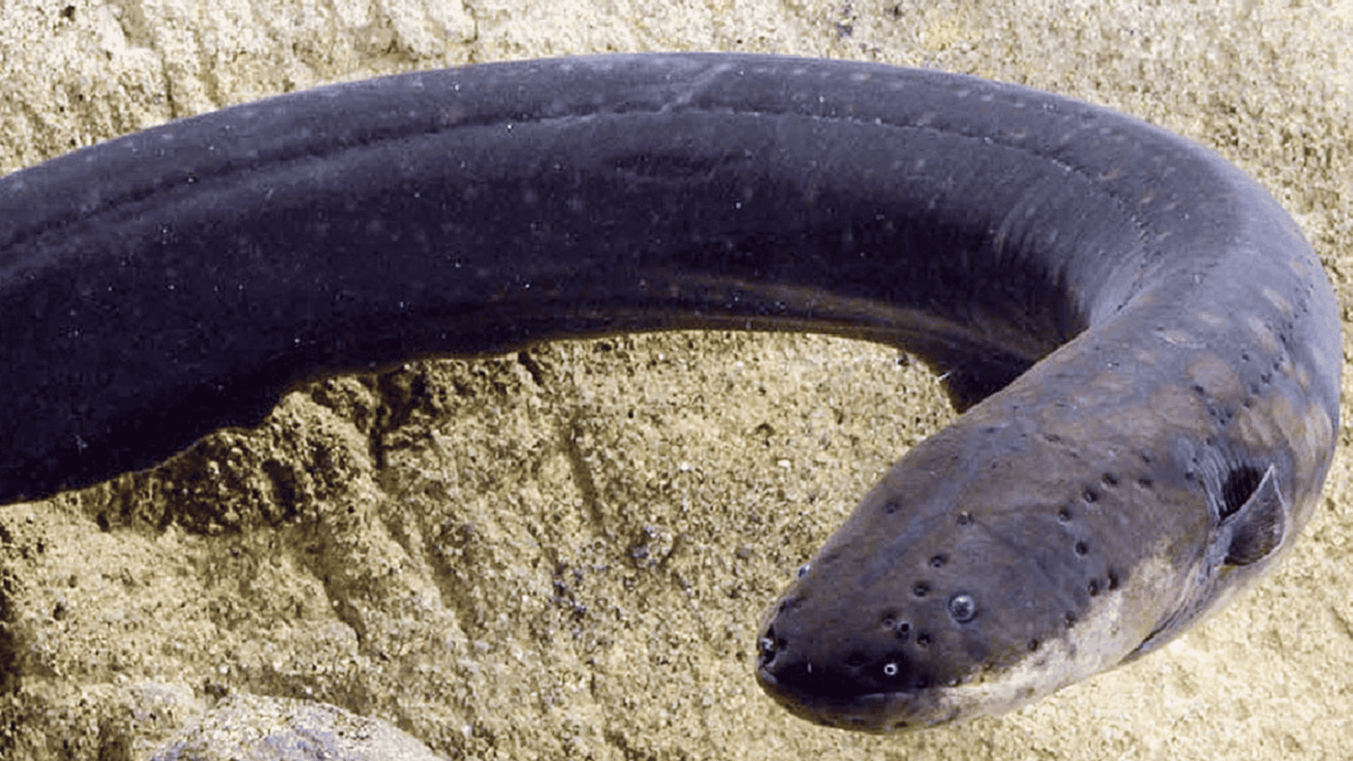 Electric Eel