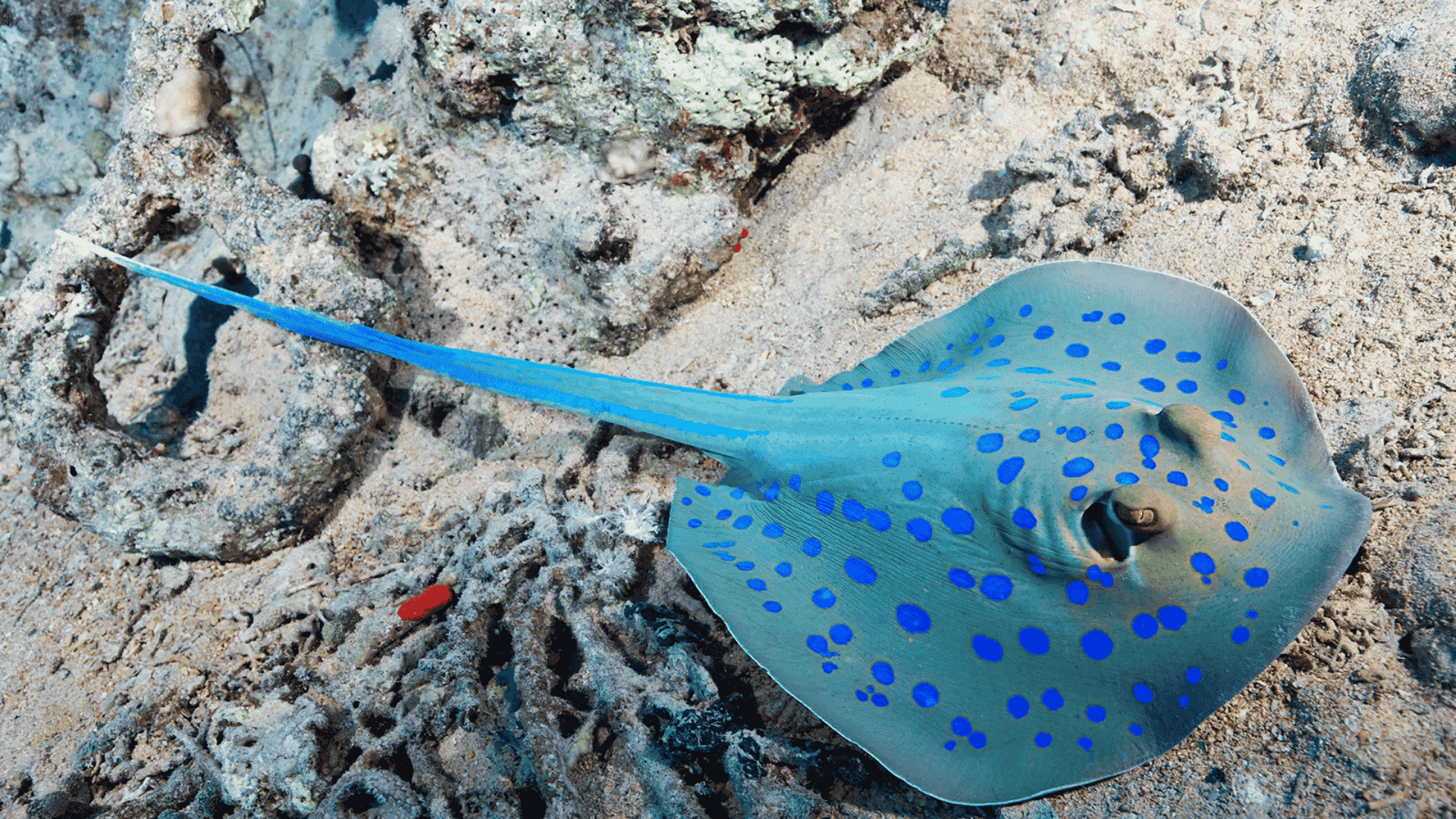 Electric Ray