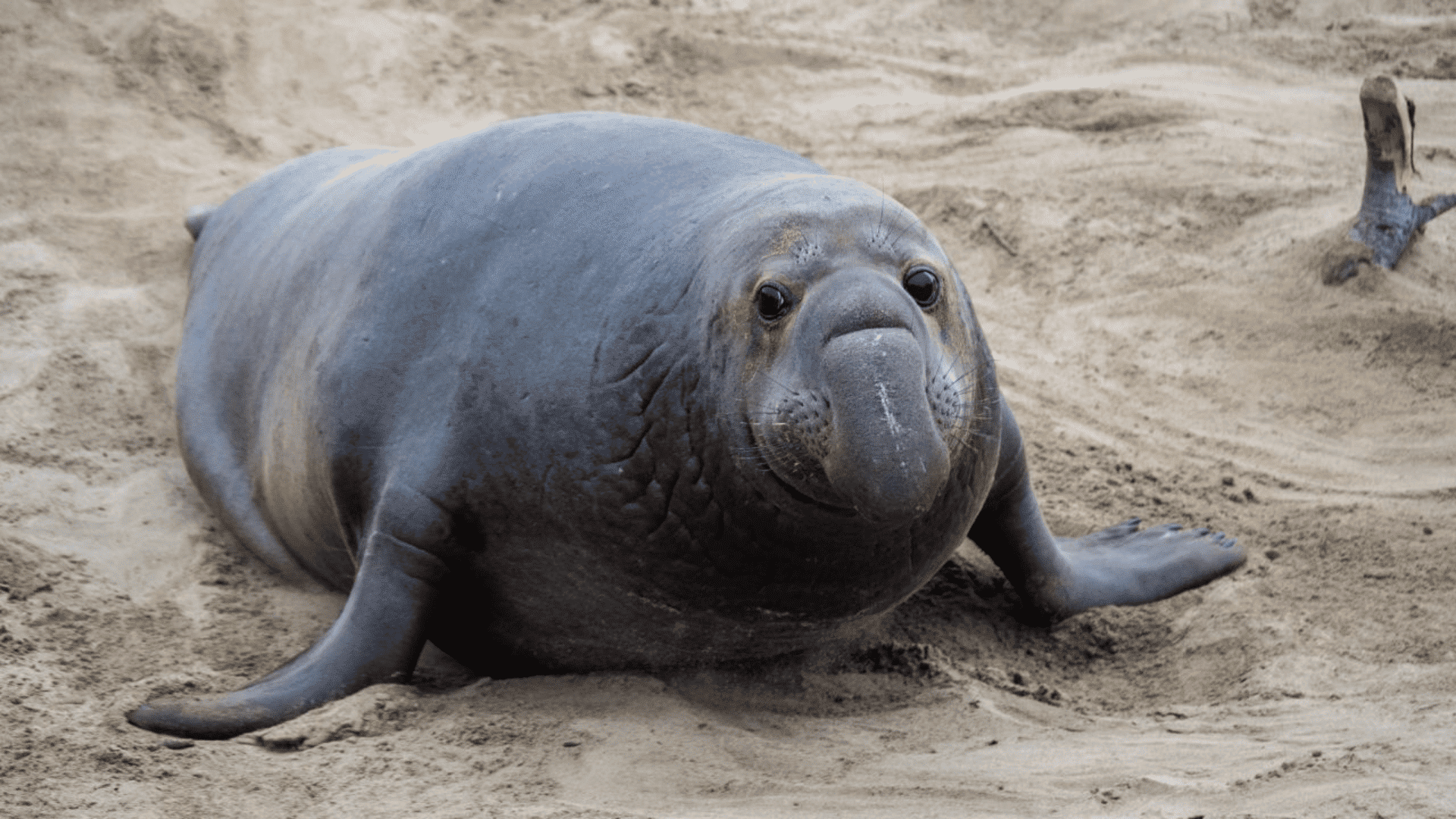 Elephant Seal
