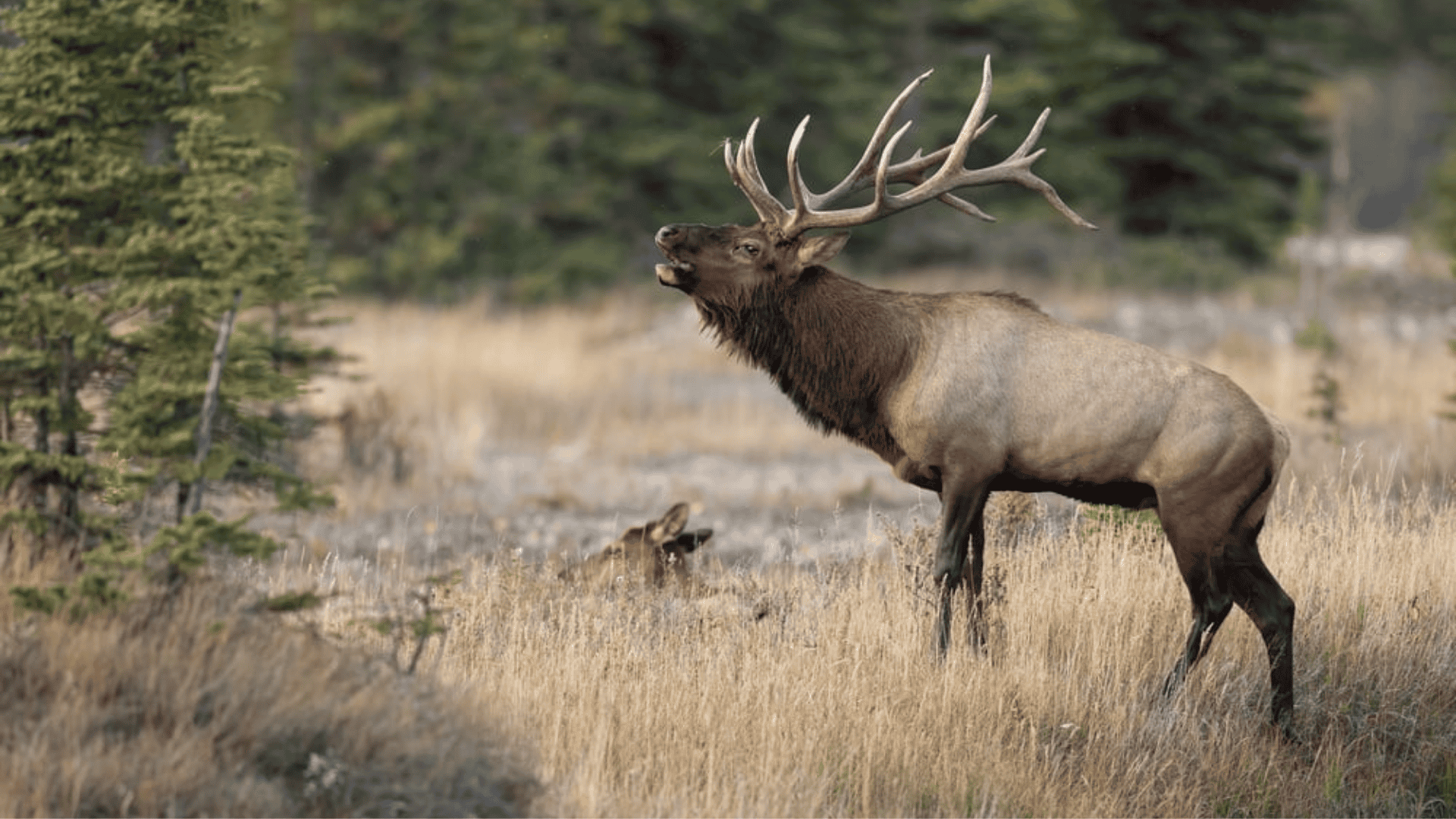 Elk