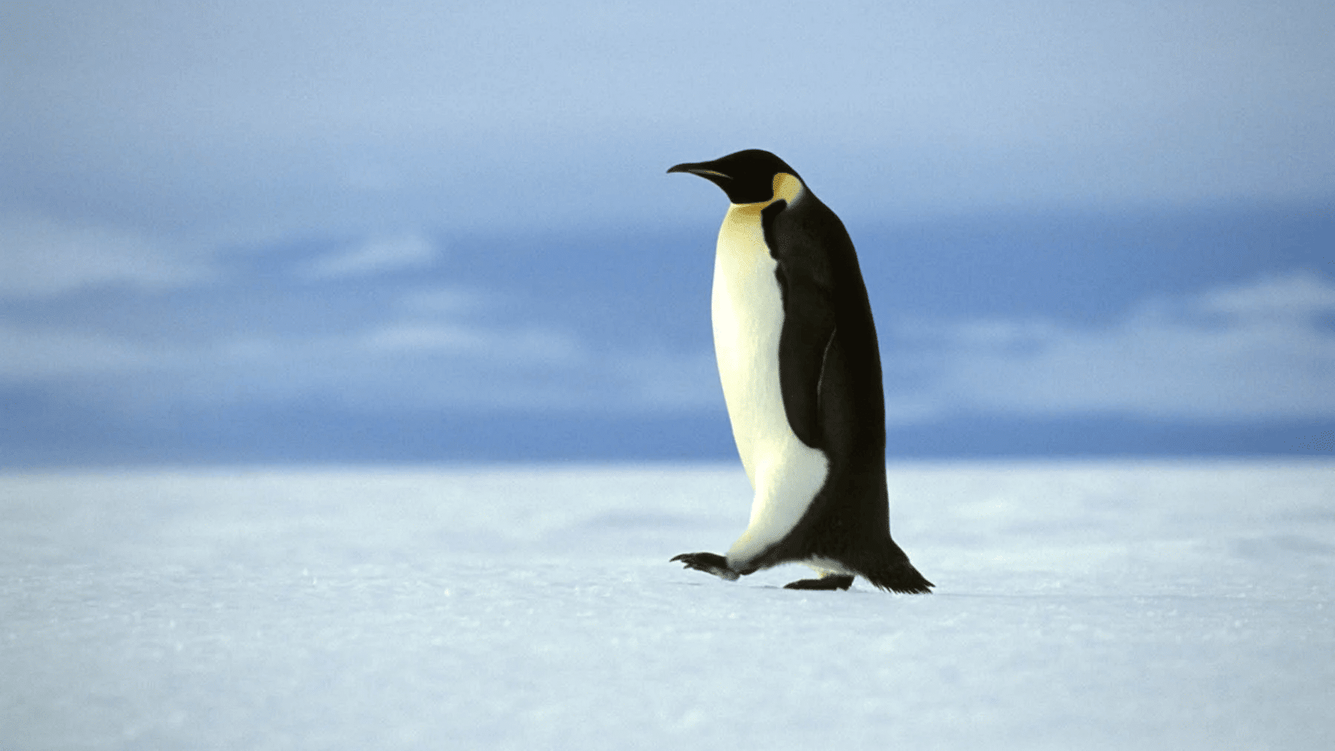 Emperor Penguin