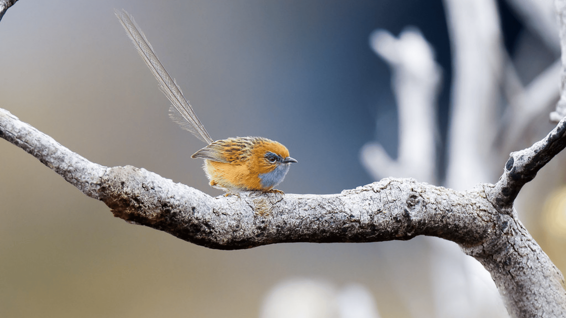 Emu-wren