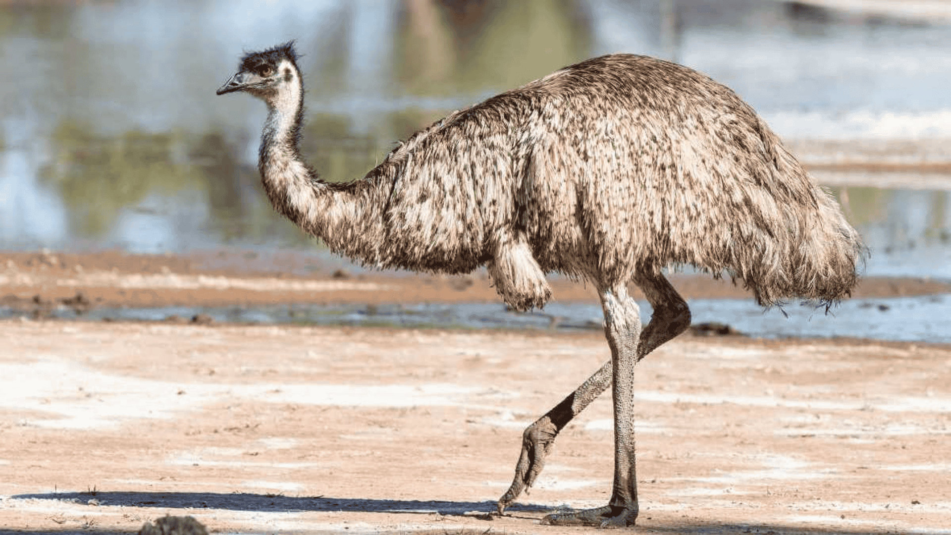 Emu