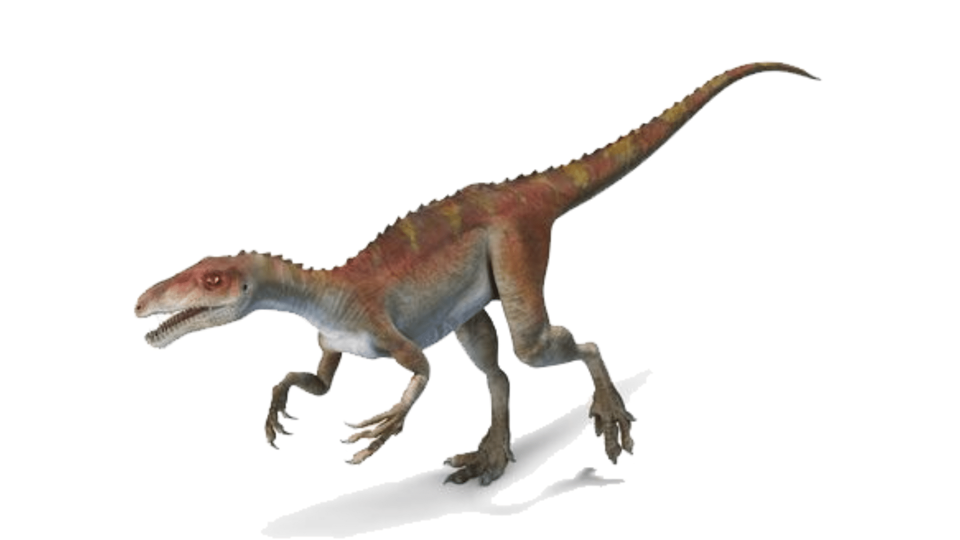 Eoraptor