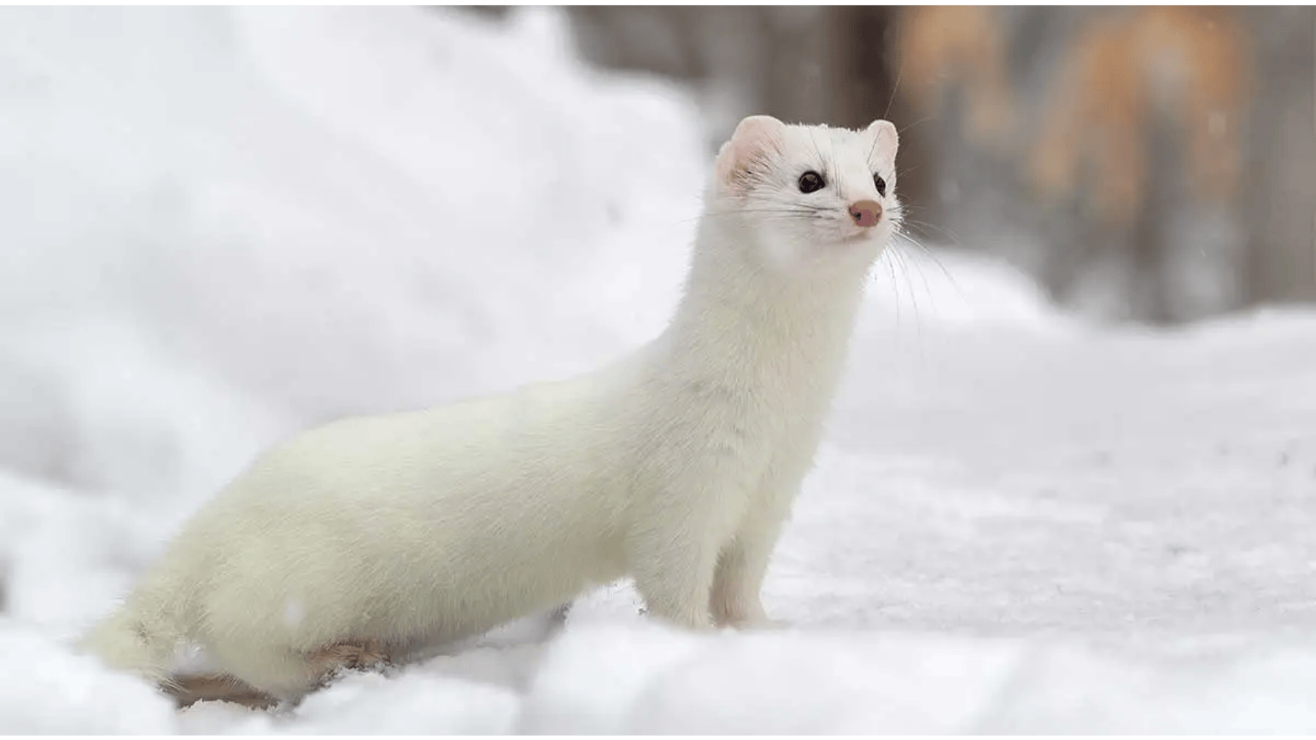 Ermine