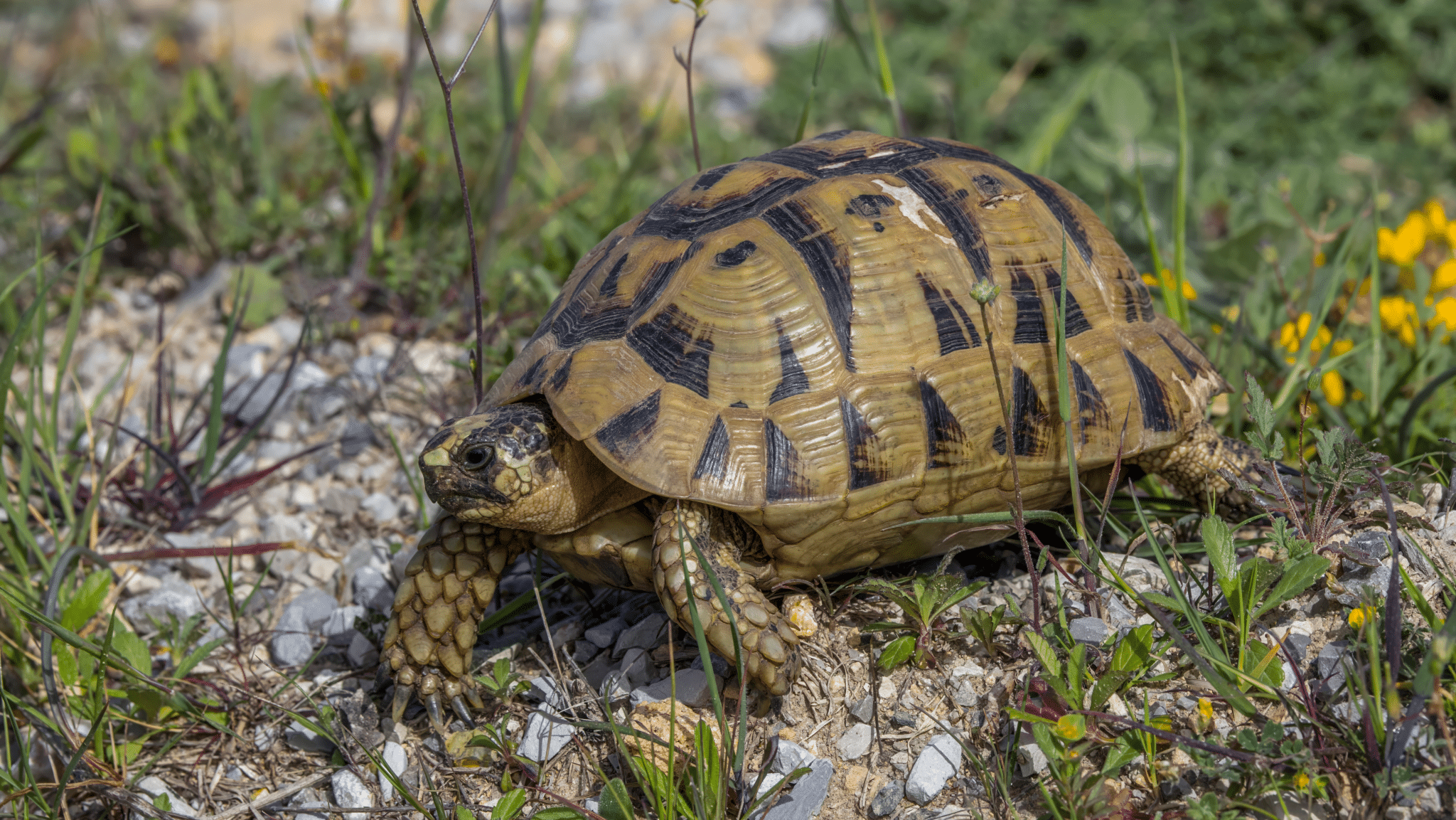 Greek_Tortoise