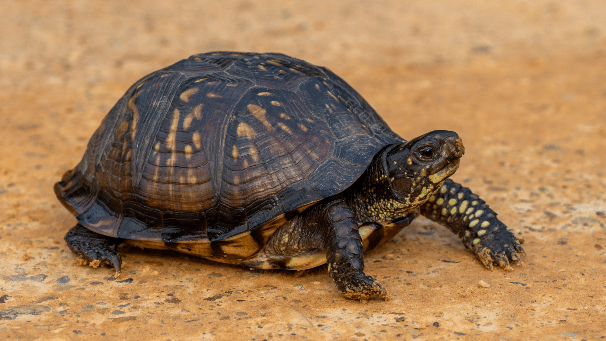 Gulf_Coast_Box_Turtle