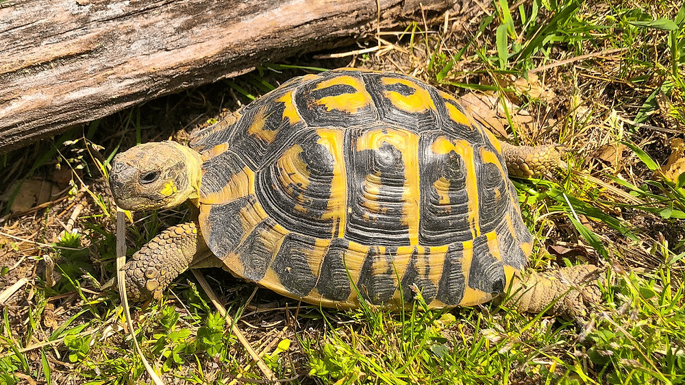 Hermanns_Tortoise