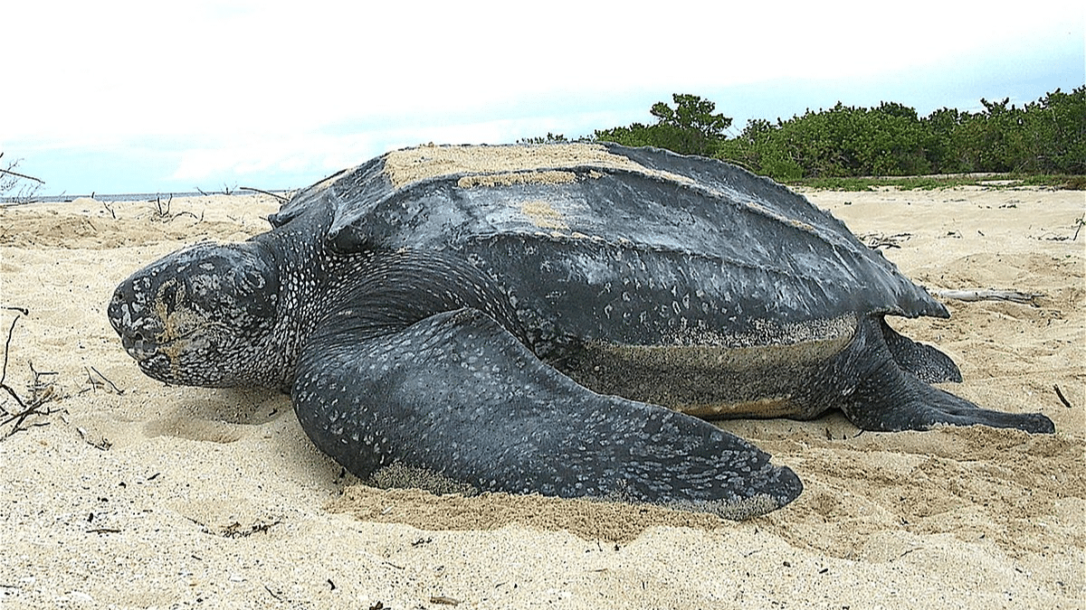 Leatherback_Sea_Turtles