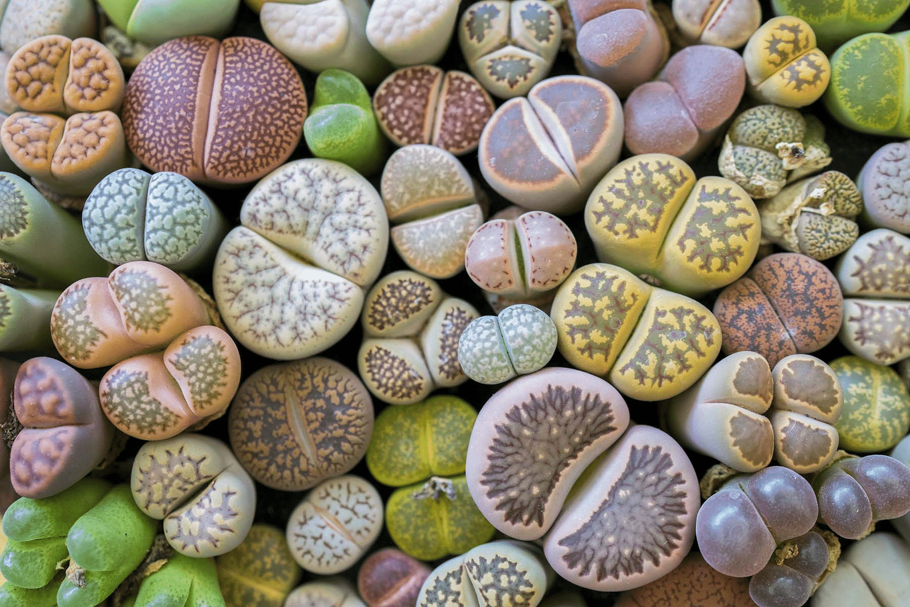 Living Stones (Lithops)
