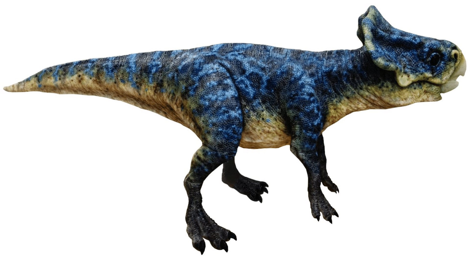 Microceratus