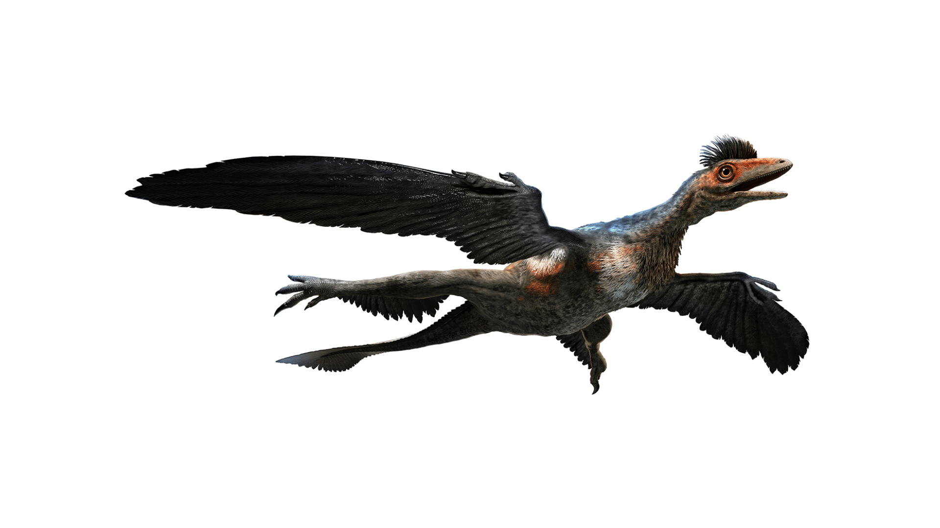 Microraptor