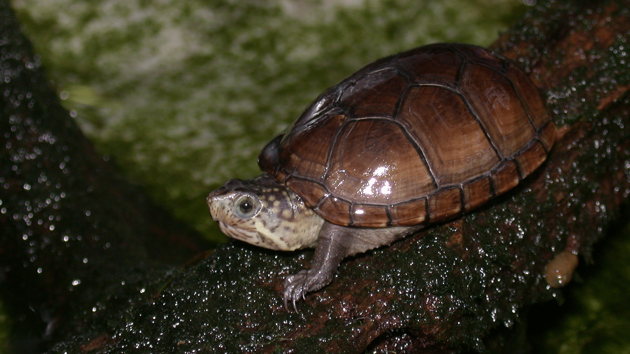 Mud_Turtle
