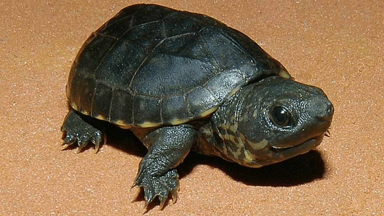 Musk_Turtle