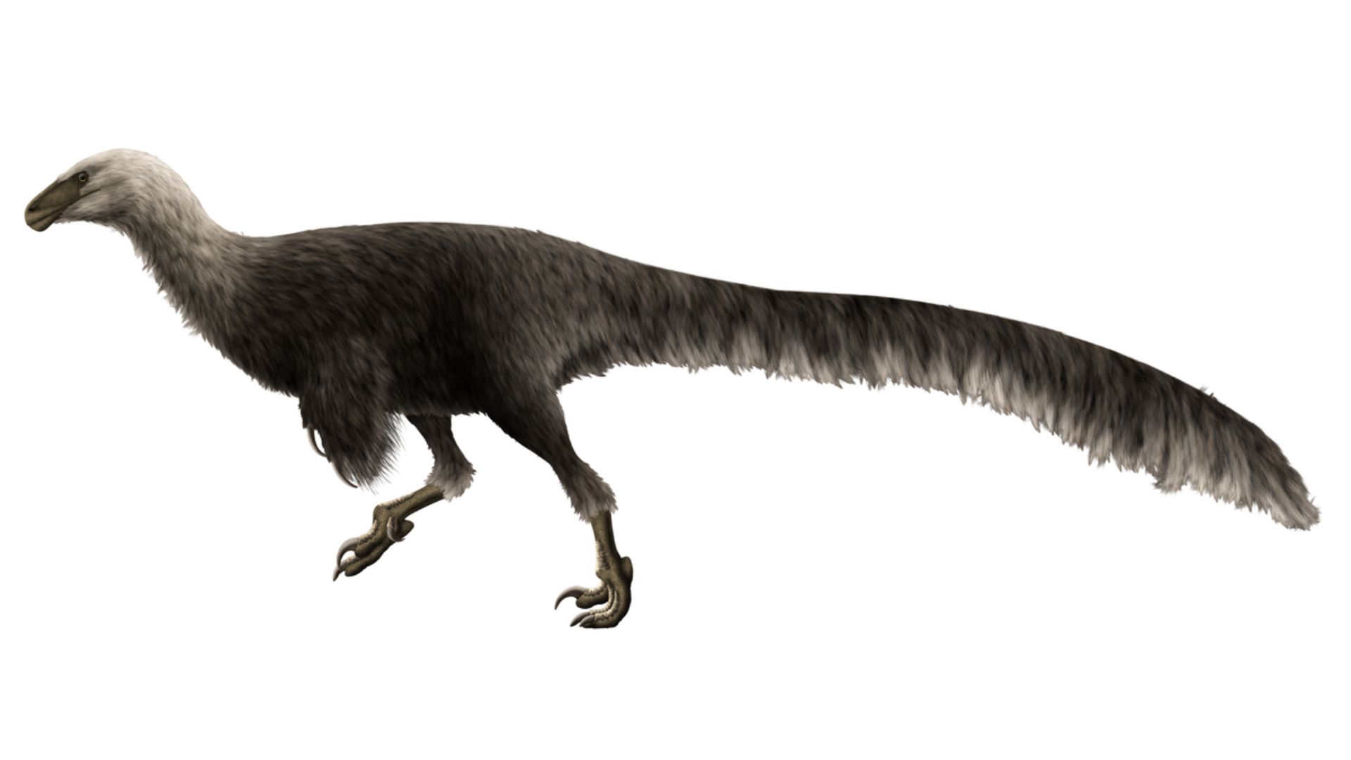 Ornitholestes