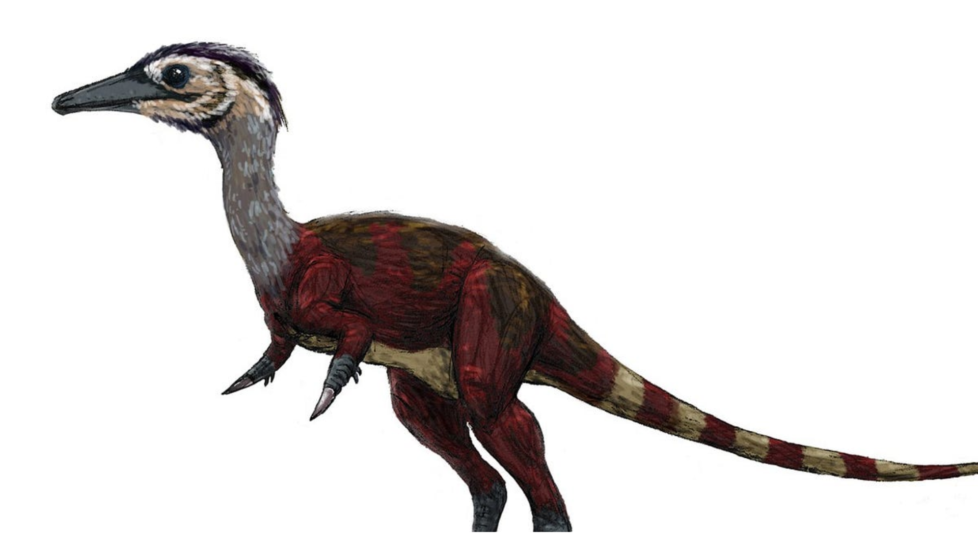 Parvicursor