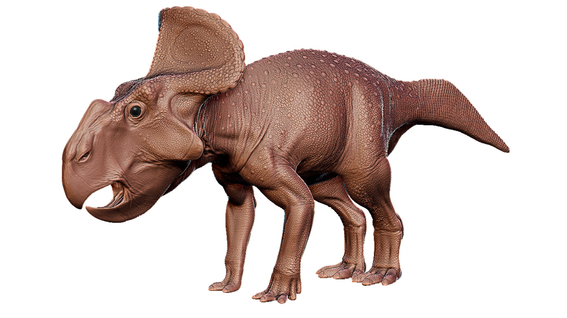 Protoceratops