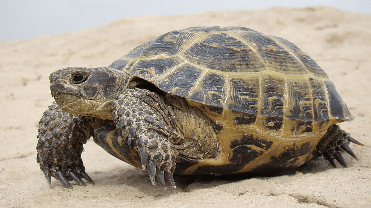 Russian_Tortoise
