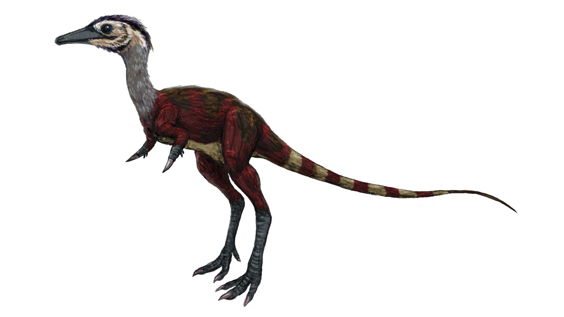 Shuvuuia