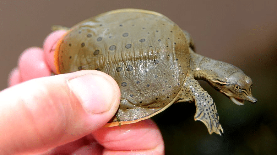 Spiny_Softshell_Turtle