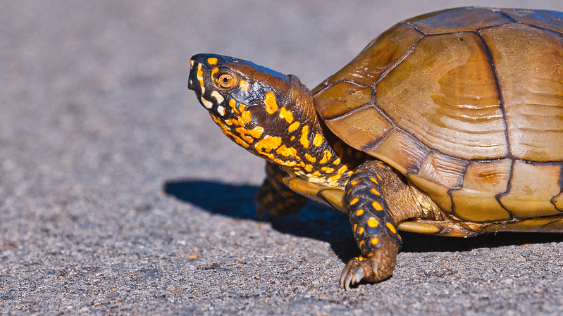 Three-Toed_Box_Turtle