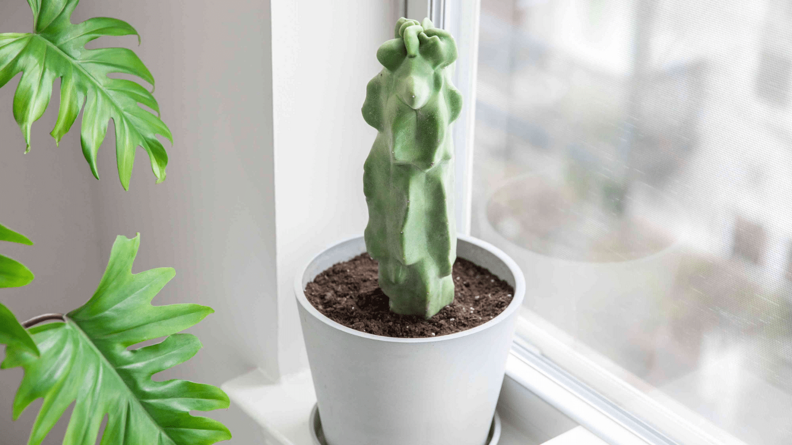 Totem Pole Cactus