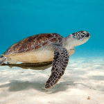 is a turtle a reptile