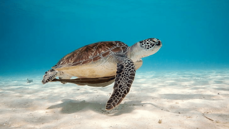 is a turtle a reptile