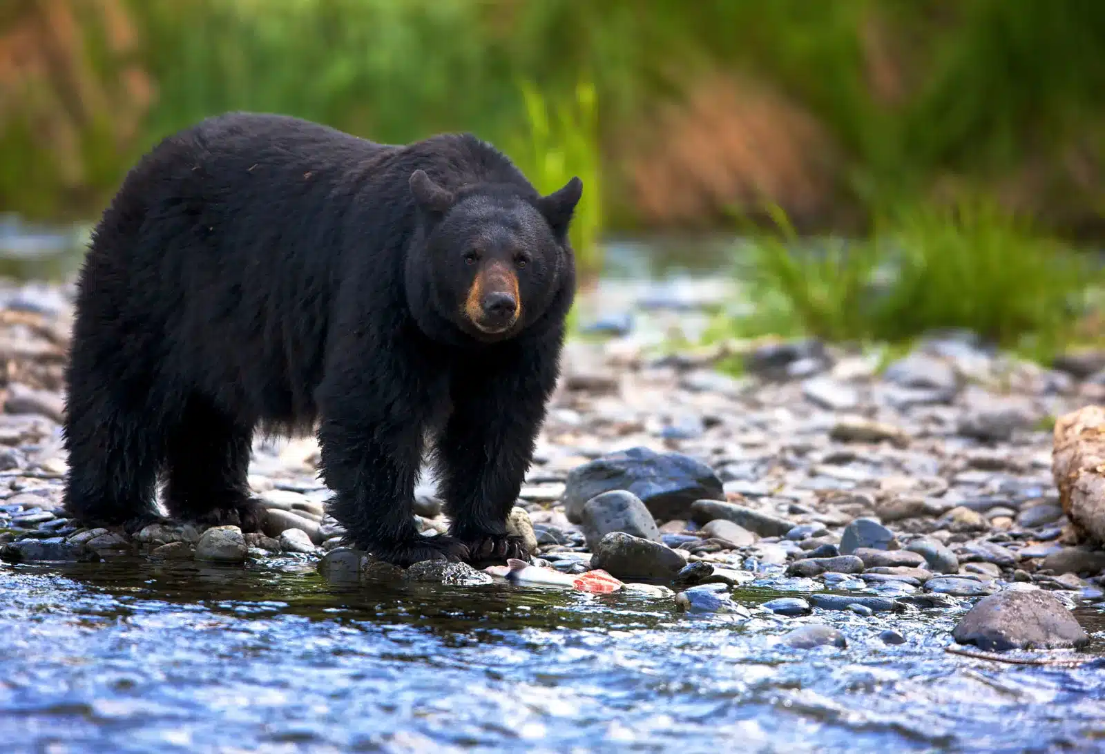 Black Bear Attacks.jpg