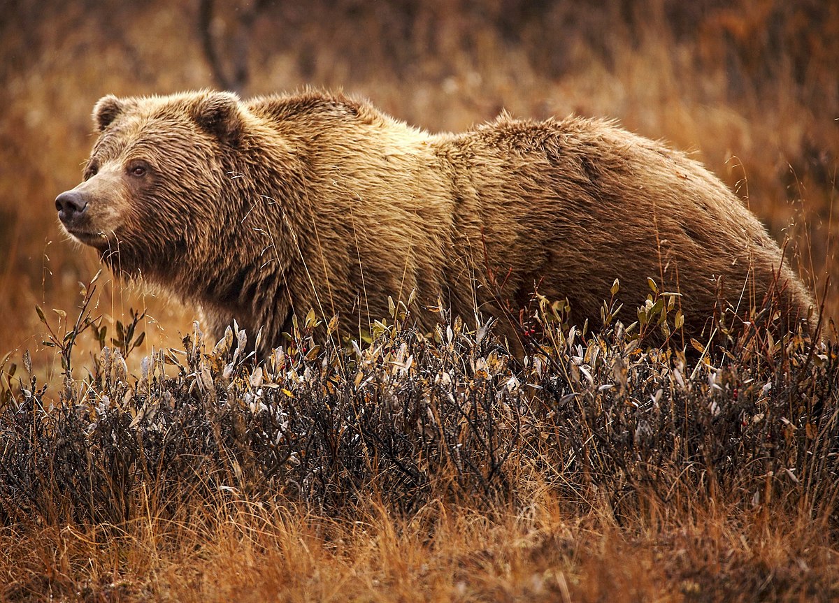 Grizzly Bear Attacks