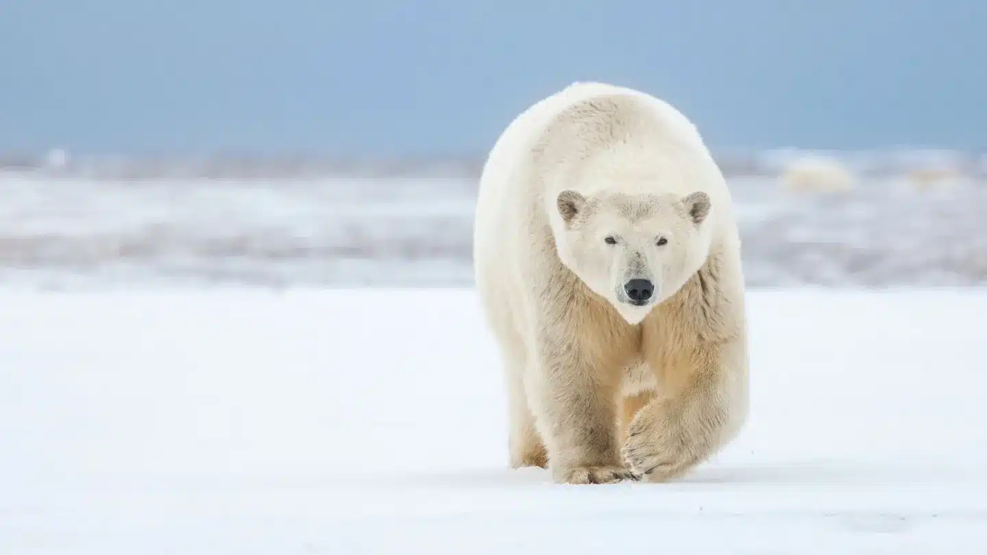Polar Bear Attacks.jpg