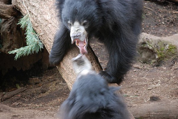Sloth Bear of Mysore
