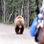 how many bear-related deaths and attacks per year