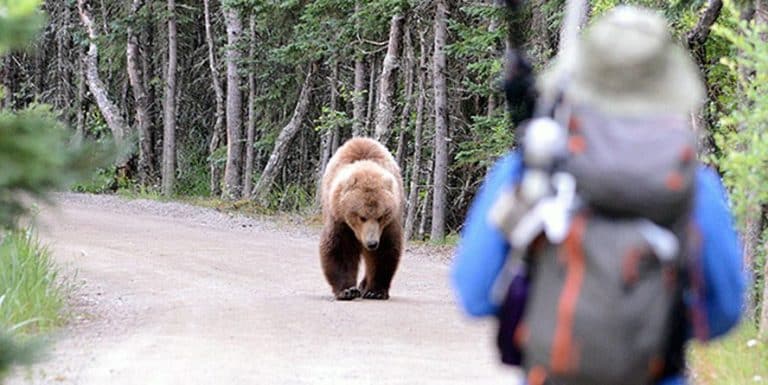how many bear-related deaths and attacks per year