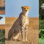 129 Animals that Start with C: From Cheetah to Crab
