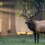39 Animals with Antlers: Creatures that Carry Crowns
