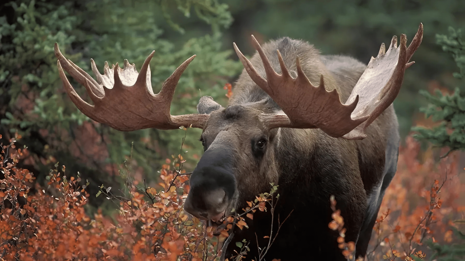 Alaskan Moose