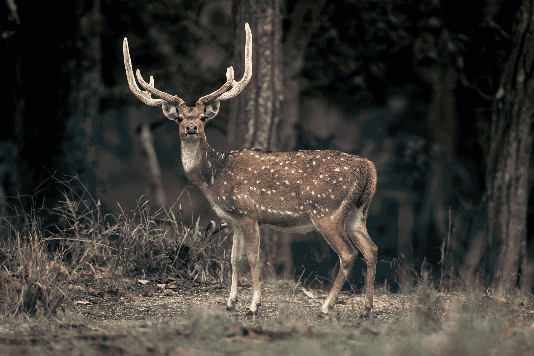 Axis Deer (Chital)
