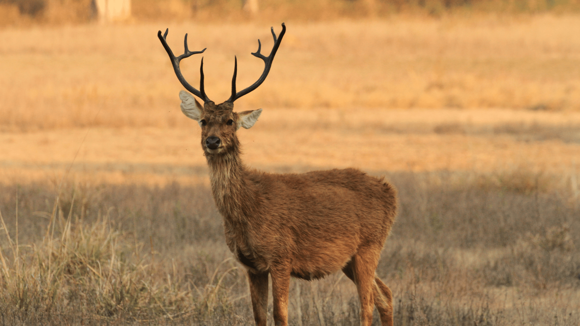Barasingha (Swamp Deer)
