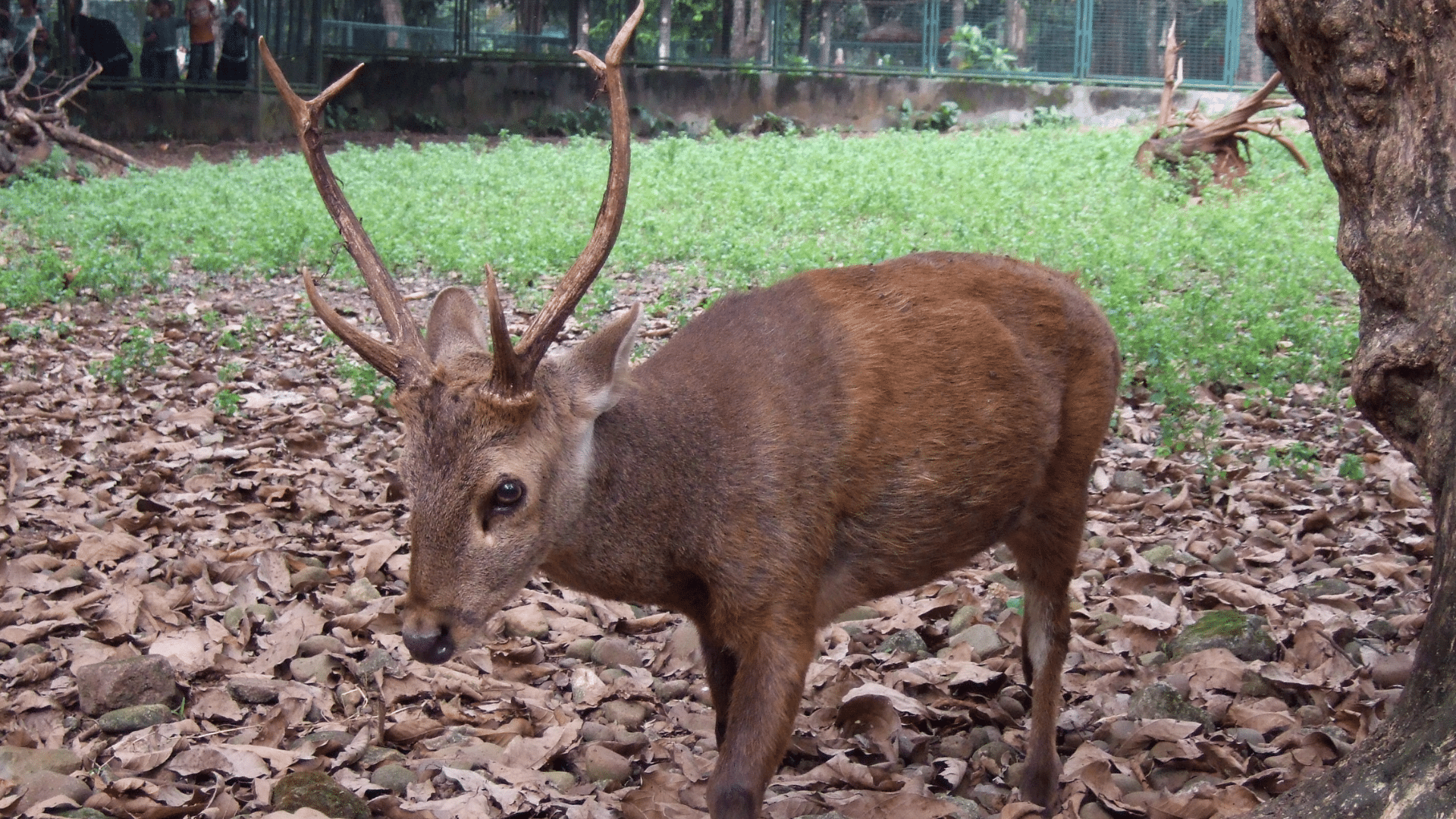 Bawean Deer
