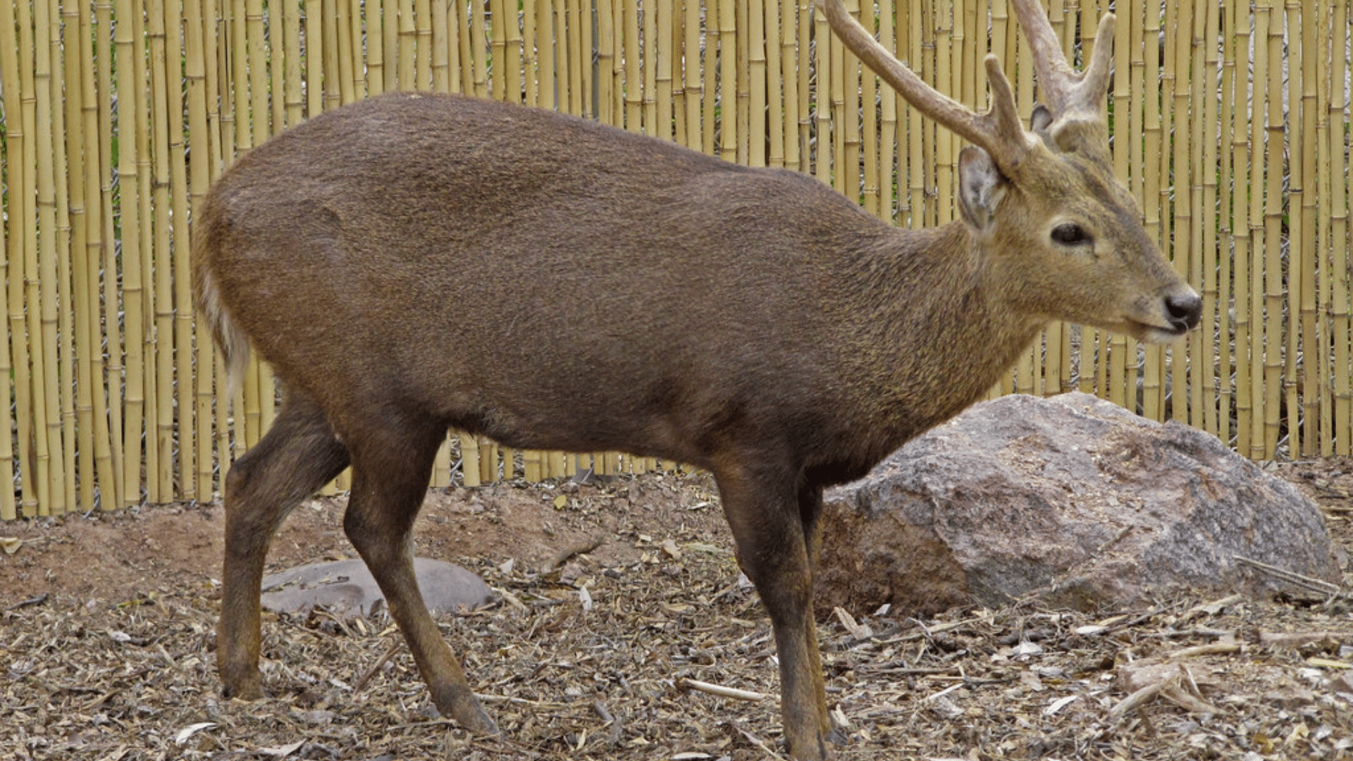 Calamian Deer
