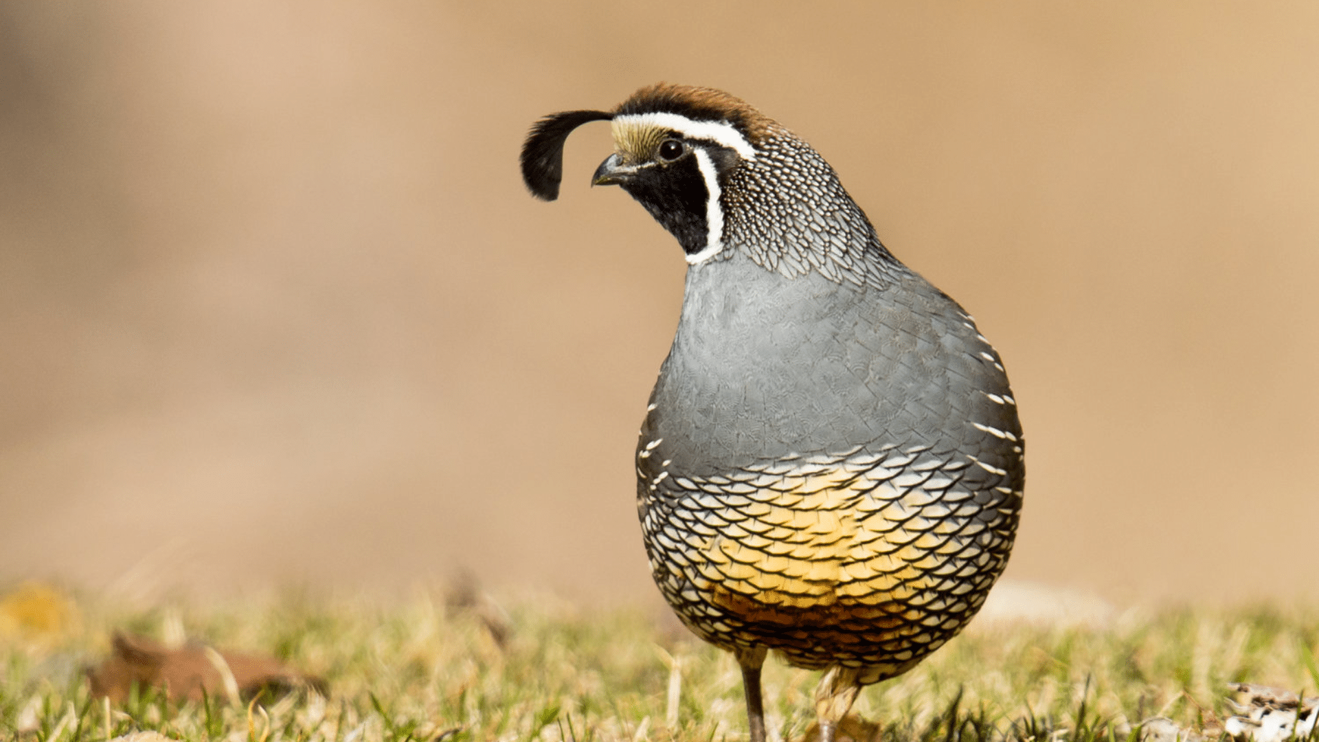 California Quail
