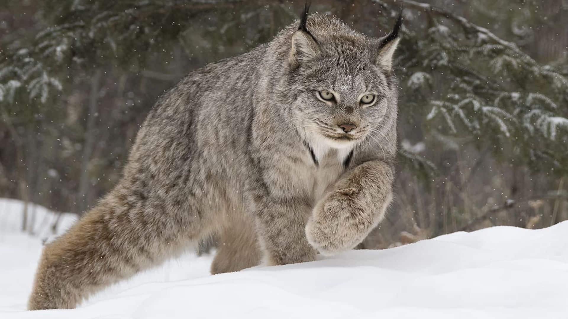 Canadian Lynx