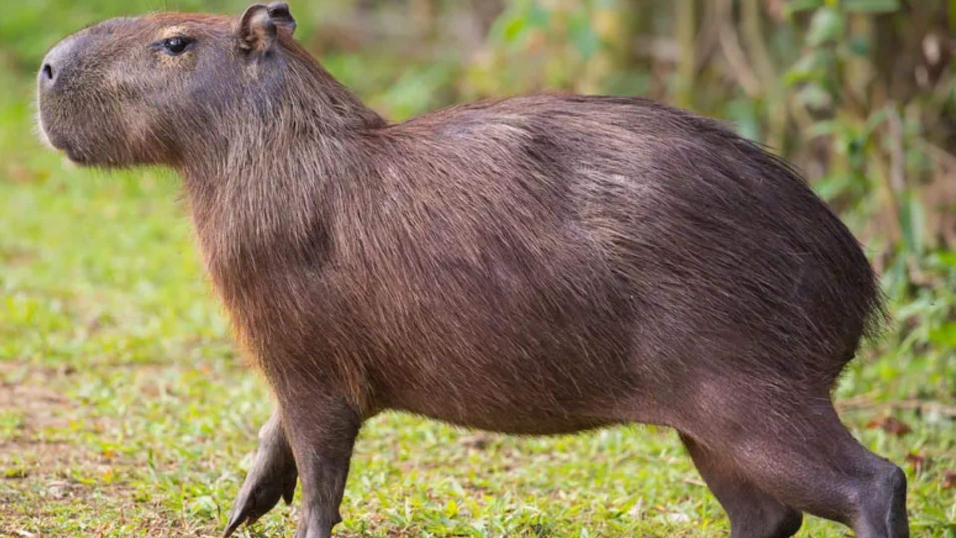 Capybara